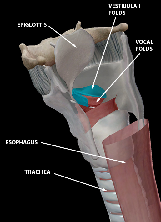 respiratory-relationships-laryngeal-skeleton